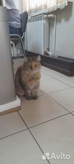 Кошки в добрые руки