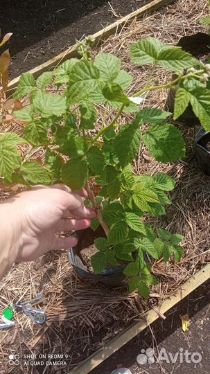 Малина сорт Жар-птица