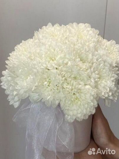 Цветы Хризантемы букет