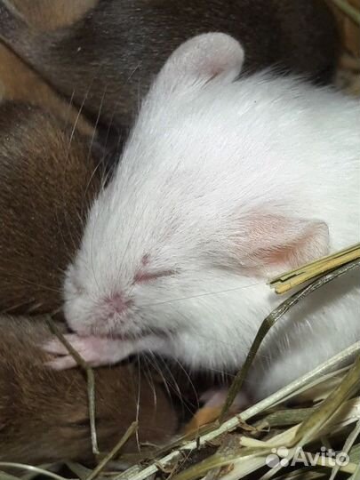 Декоративные мышки