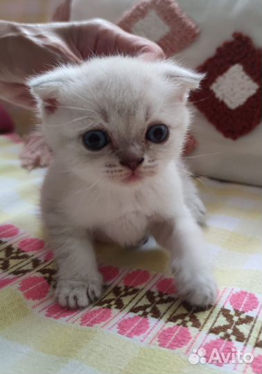 Шотландские котята