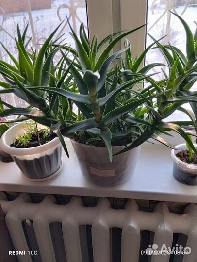 Растение алоэ Вера