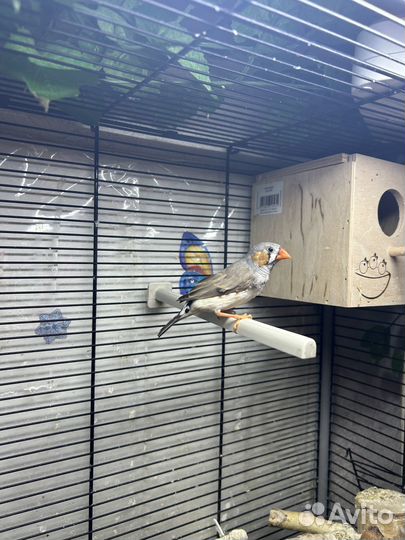 Зебровые амадины