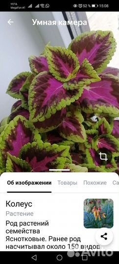 Цветы комнатные