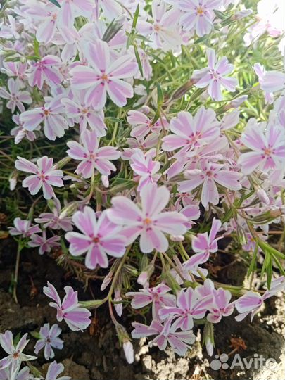 Шировидные флоксы