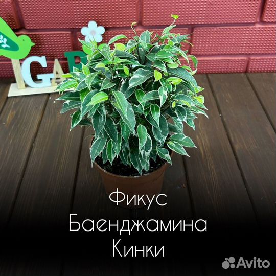 Фикус Баенджамина Кинки