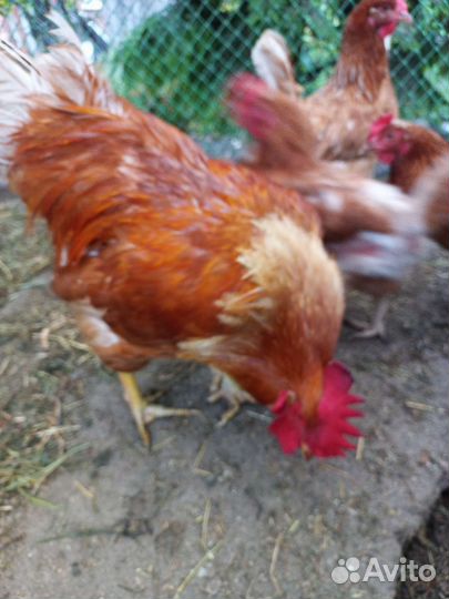 Петух ломан браун