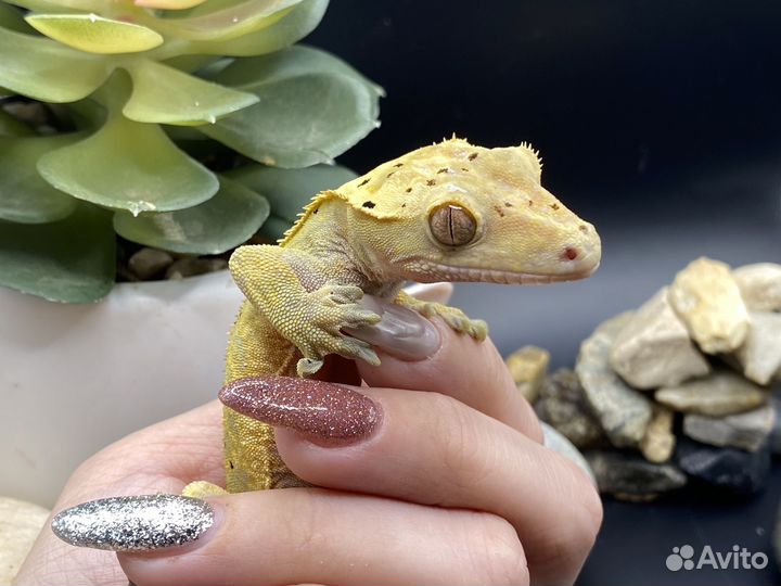 Бананоед самец