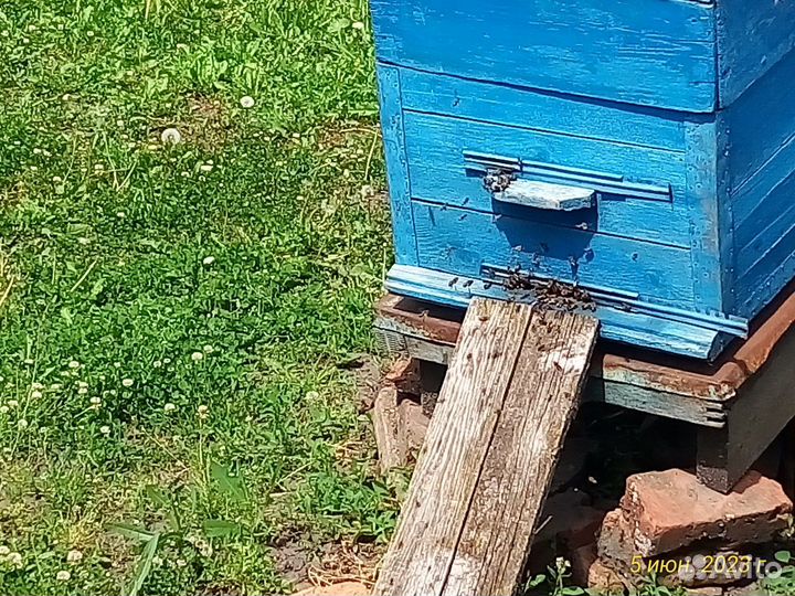 Продаю пчёлосемьи