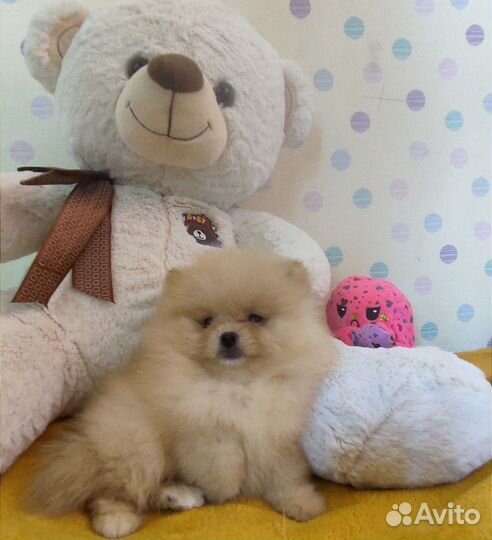 Мини 2 мес. Мальчик девочка