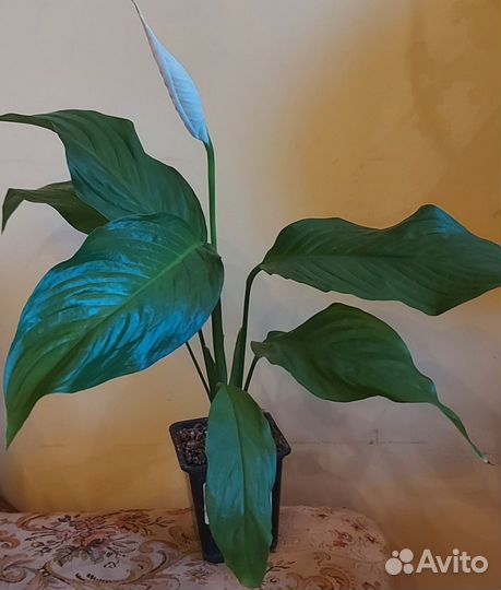 Сингониум Альба