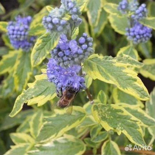 Кустарники и многолетники