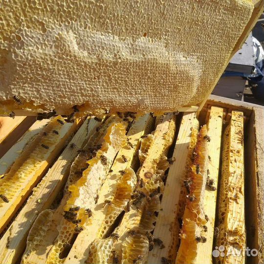 Мед цветочный (разнотравье )