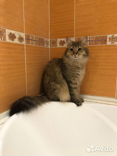 Кошки в добрые руки приучены к лотку