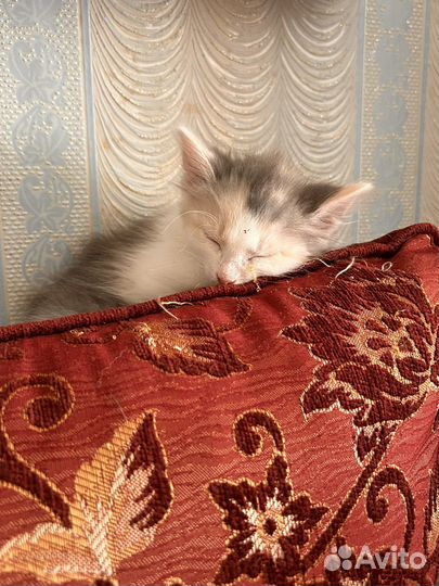 Котята 2 месяца