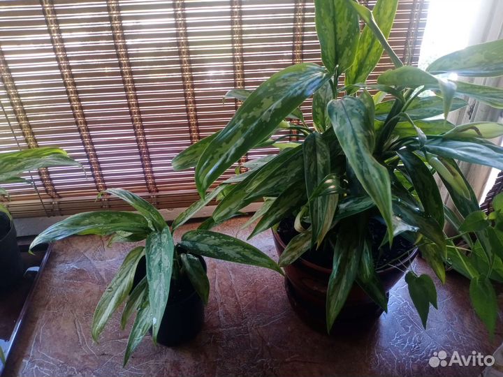 Аглаонема - 