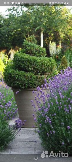 Кусты лаванды