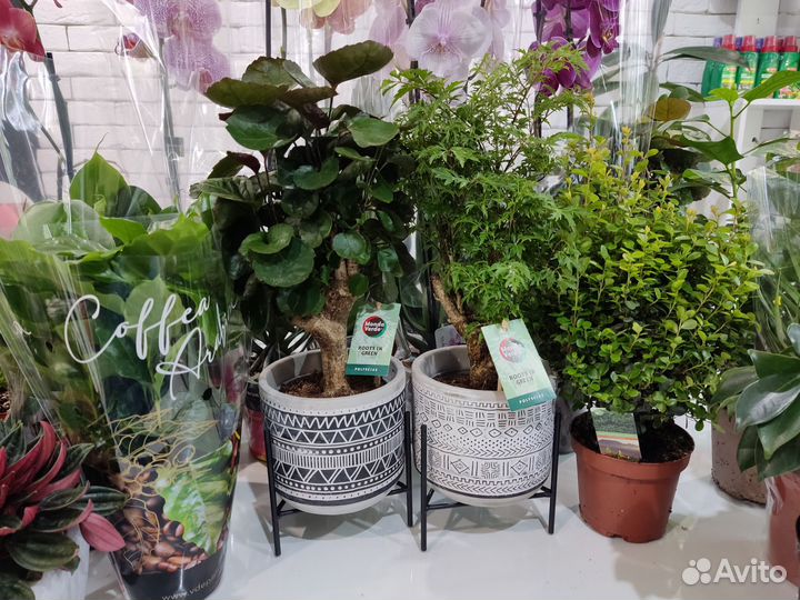 Полисциас бонсай