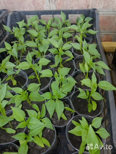 Продам перчик