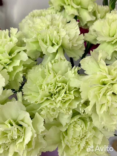 Гвоздика одноголовая / кустовая. Доставка букетов