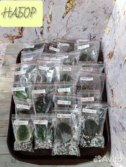 Сортовые фиалки