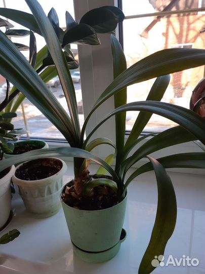 Кливия оранжевая