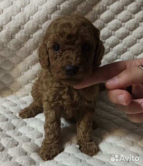 Той-пудель девочки