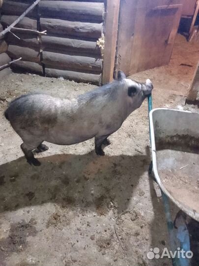 Вьетнамск вислобрюхий хряк