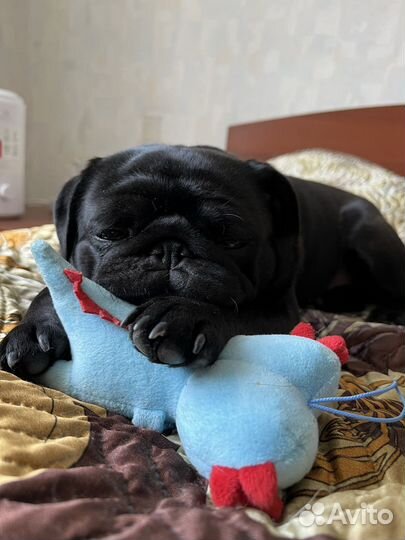 Передержка кошек на время отпуска