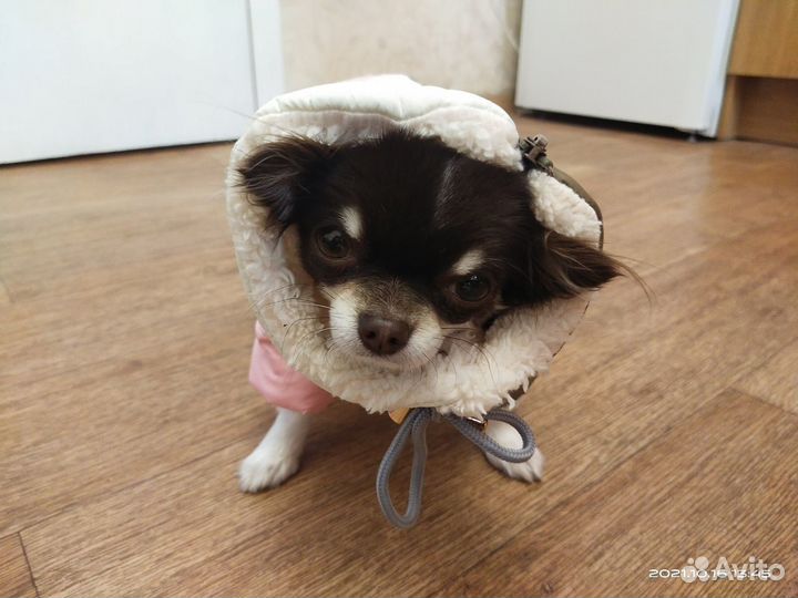 Зимний комбинезон для собаки, новый, S