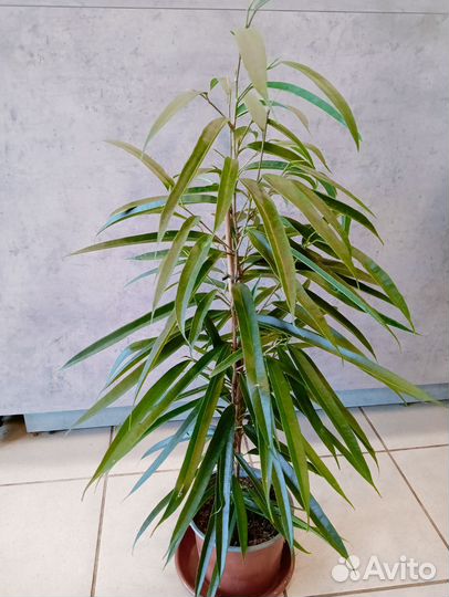 Фикус Али 17 см. х 70 см