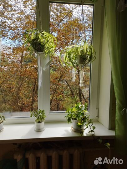 Хлорофитум кудрявый в подвесном кашпо