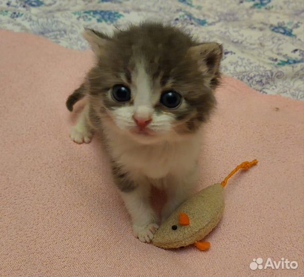 Кошки в добрые руки бесплатно