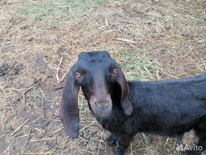 Козлик нубо - битал