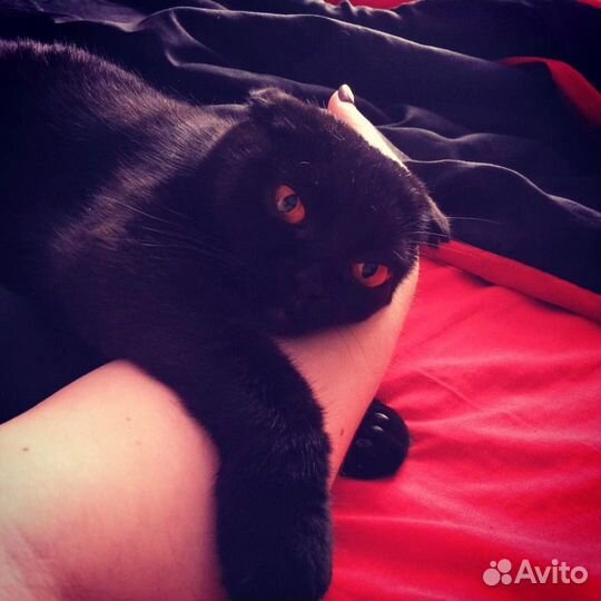 Кошка в дар бесплатно