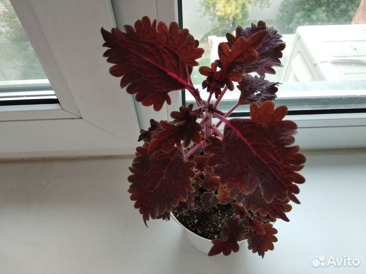 Комнатный колеус