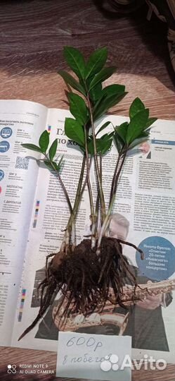 Замиокулькас