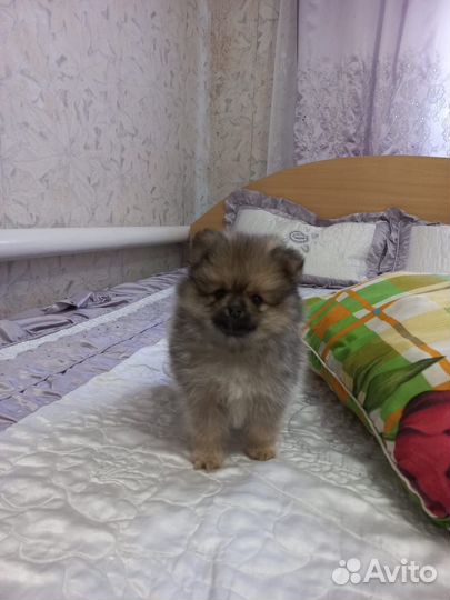 Щенки шпица