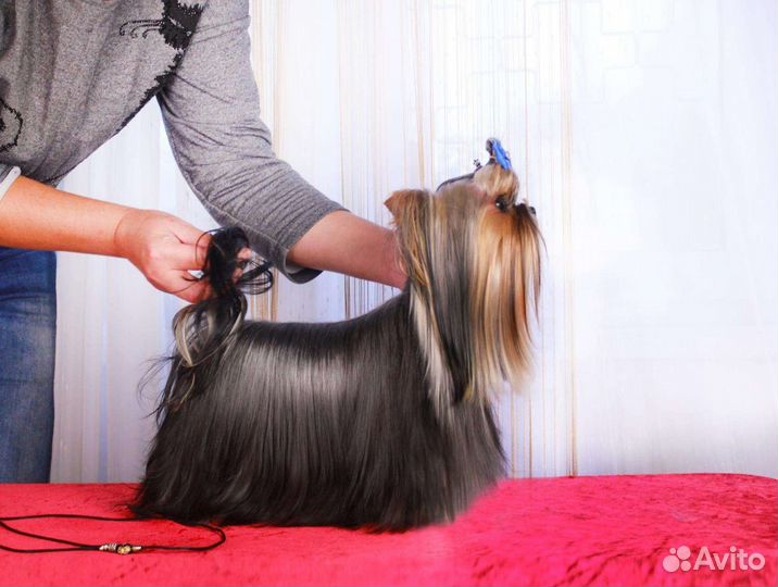 Мальчик йорк для вязки