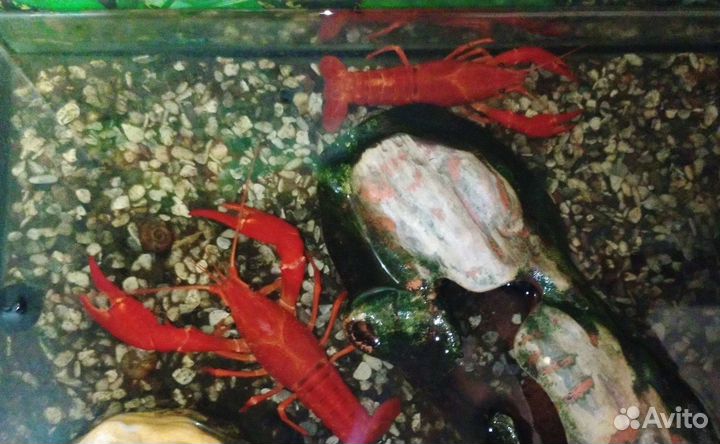 Раки калифорнийские