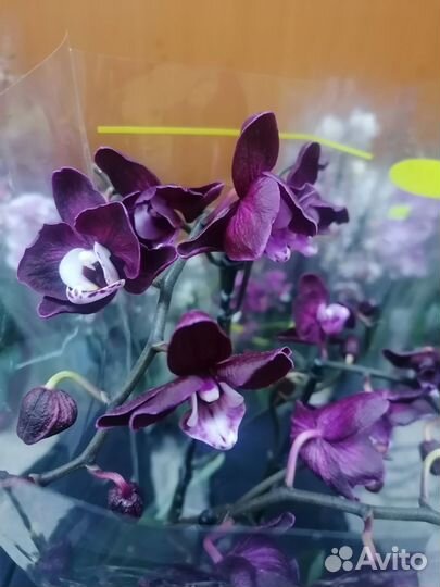 Орхидея сорт юка