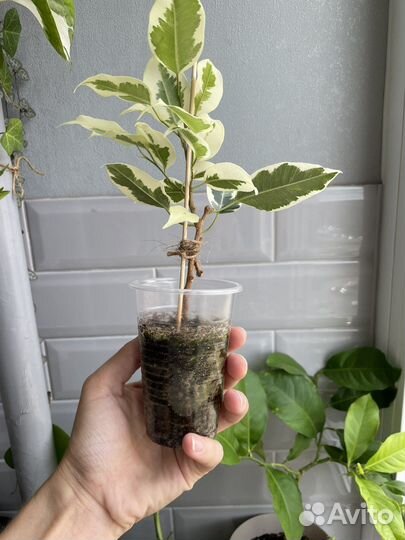 Фикус бенджамина