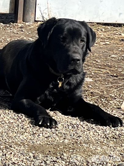 Лабрадор вязка