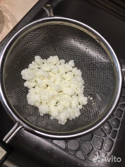 Тибетский молочный гриб