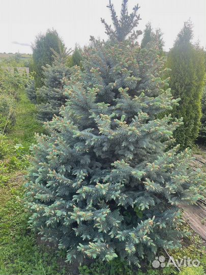 Голубая ель саженцы