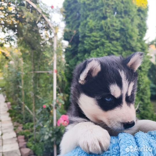Щенки сибирской хаски