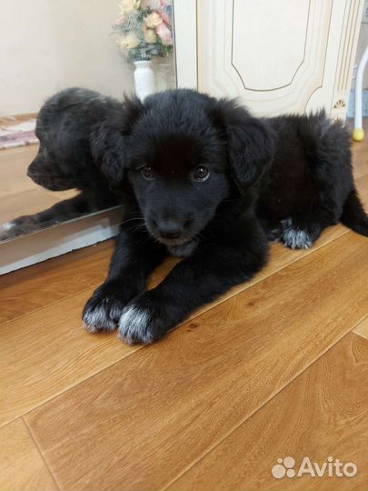 Щеночек девочка в добрые руки