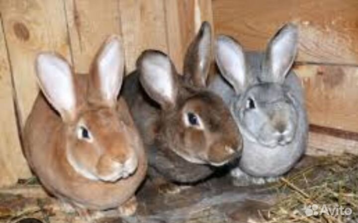 Кролики породы Рекс