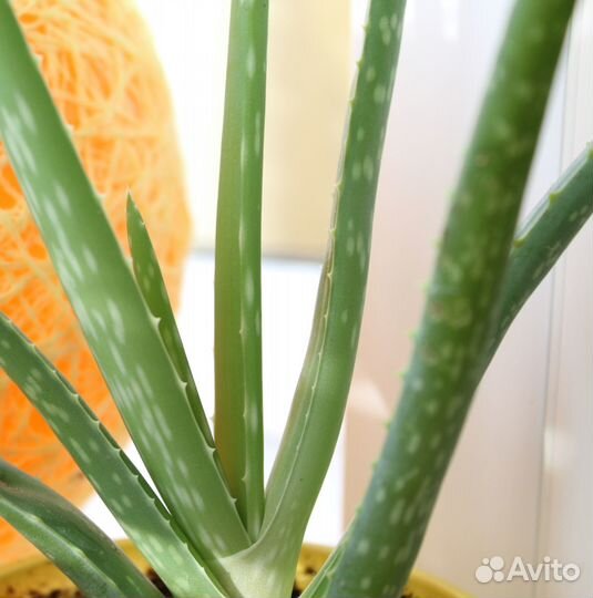 Комнатные цветы алоэ