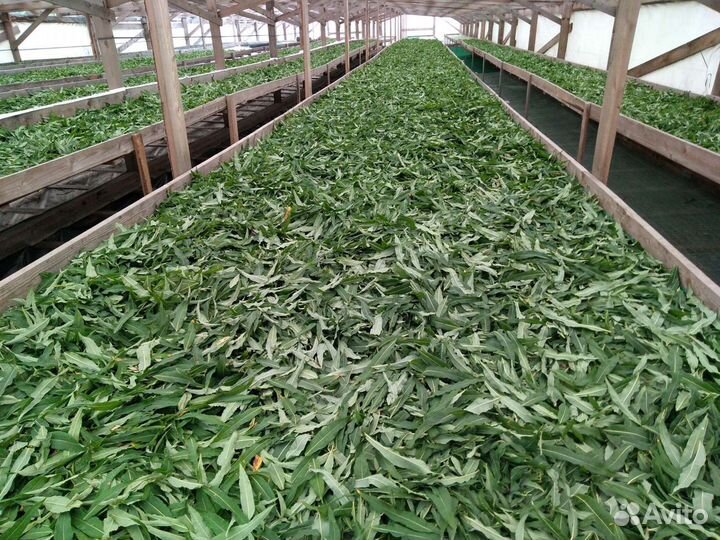 Сборщики иван-чая